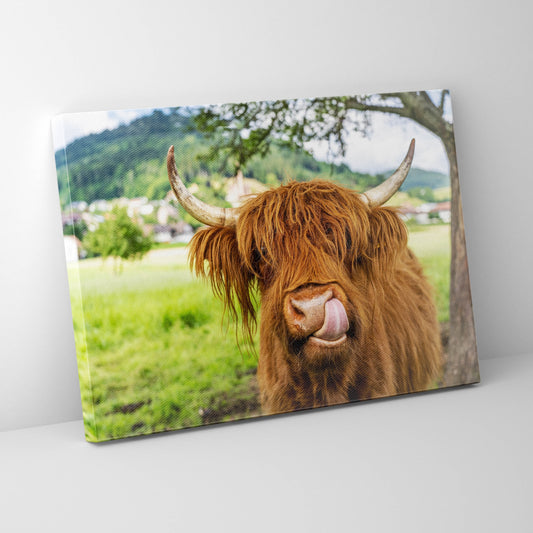 Highland Cow